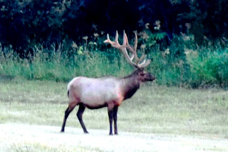 Eastern Montana Archery Elk Bowhunts