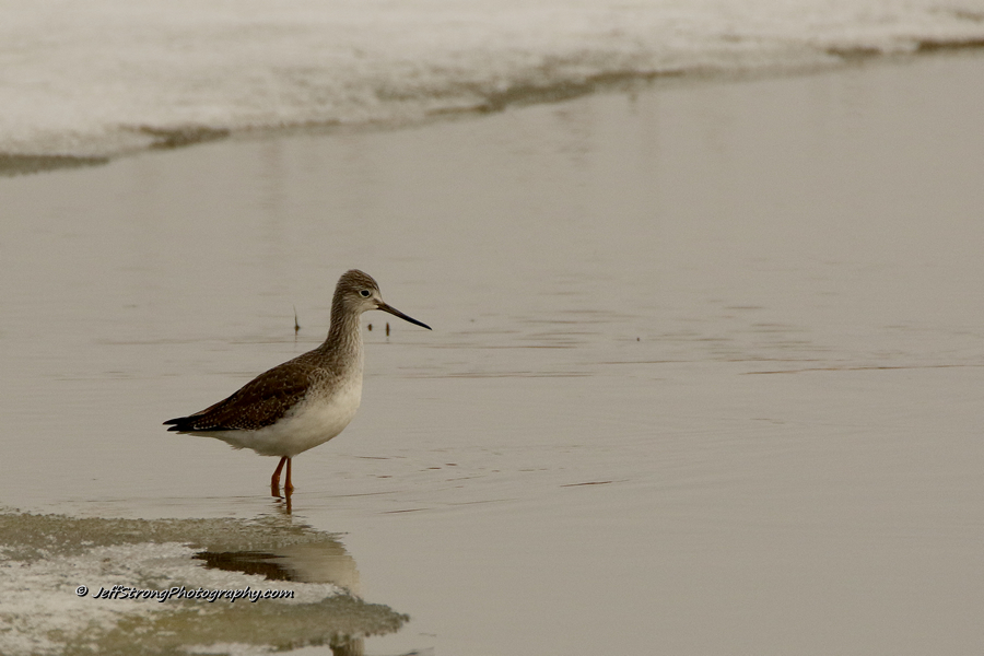 lesser yellowlegs on the bear river migratory bird refuge.