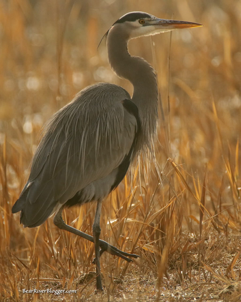 great blue heron