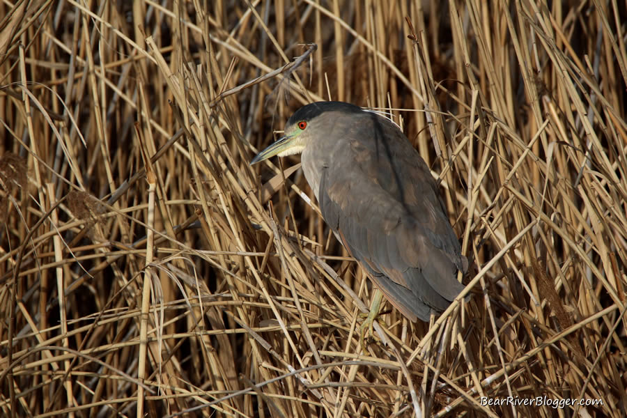 black-crowned night heron at farmington bay