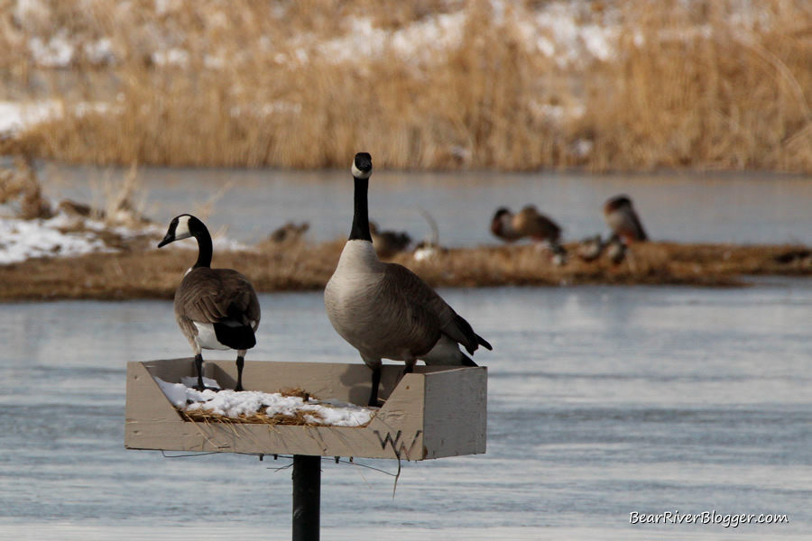 canada goose on a nest