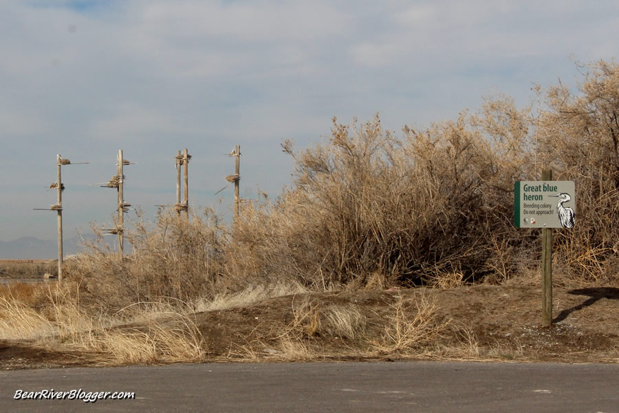 great blue heron nesting colony at farmington bay wma