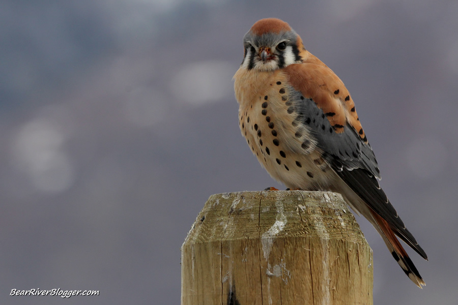 American kestrel sitting on a fence post at farminton bay wma