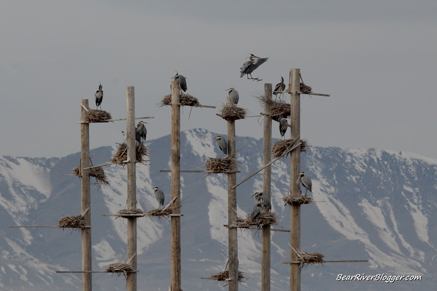 farmington bay wma great blue heron nesting colony