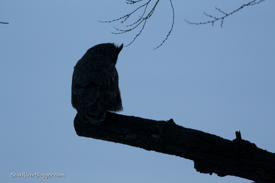 great horned owl on a limb