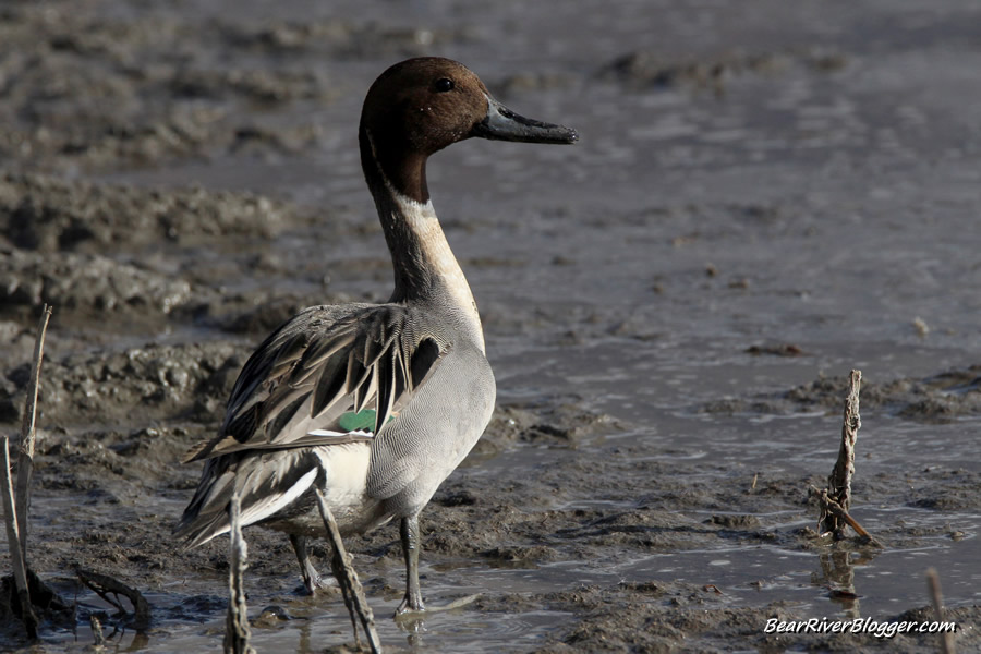 northern pintail at farmington bay