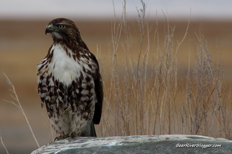 red-tailed hawk sitting on a rock at farmington bay wma