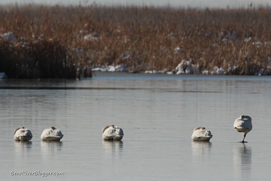 tundra swans at farmington bay