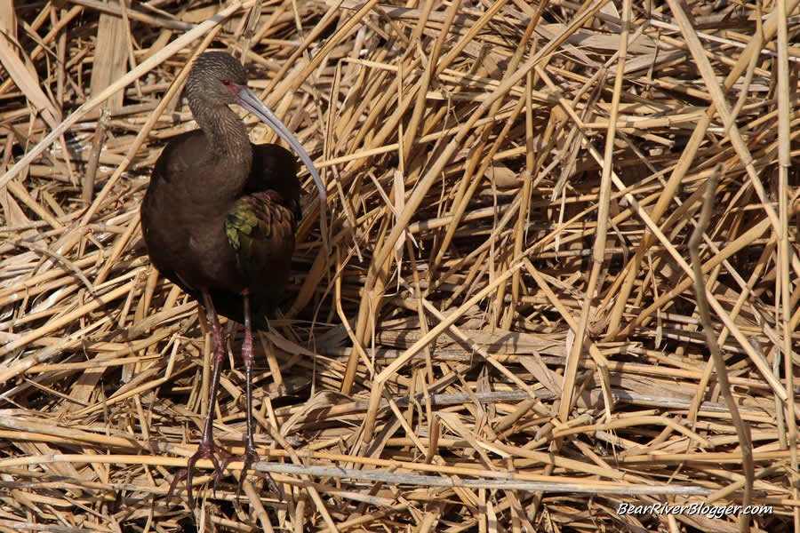 white faced ibis on cattails at farmington bay wma