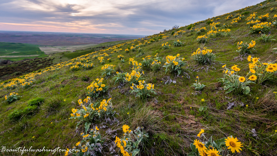 Photo from Washington State