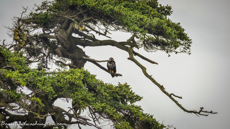 Photo from Washington State