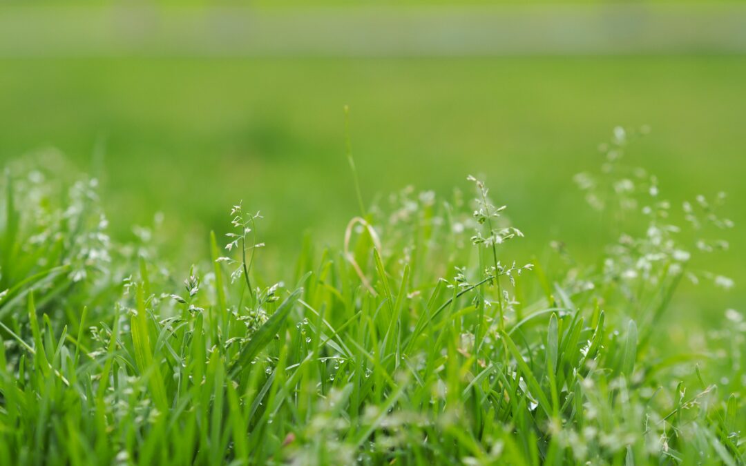 Grass Going to Seed?