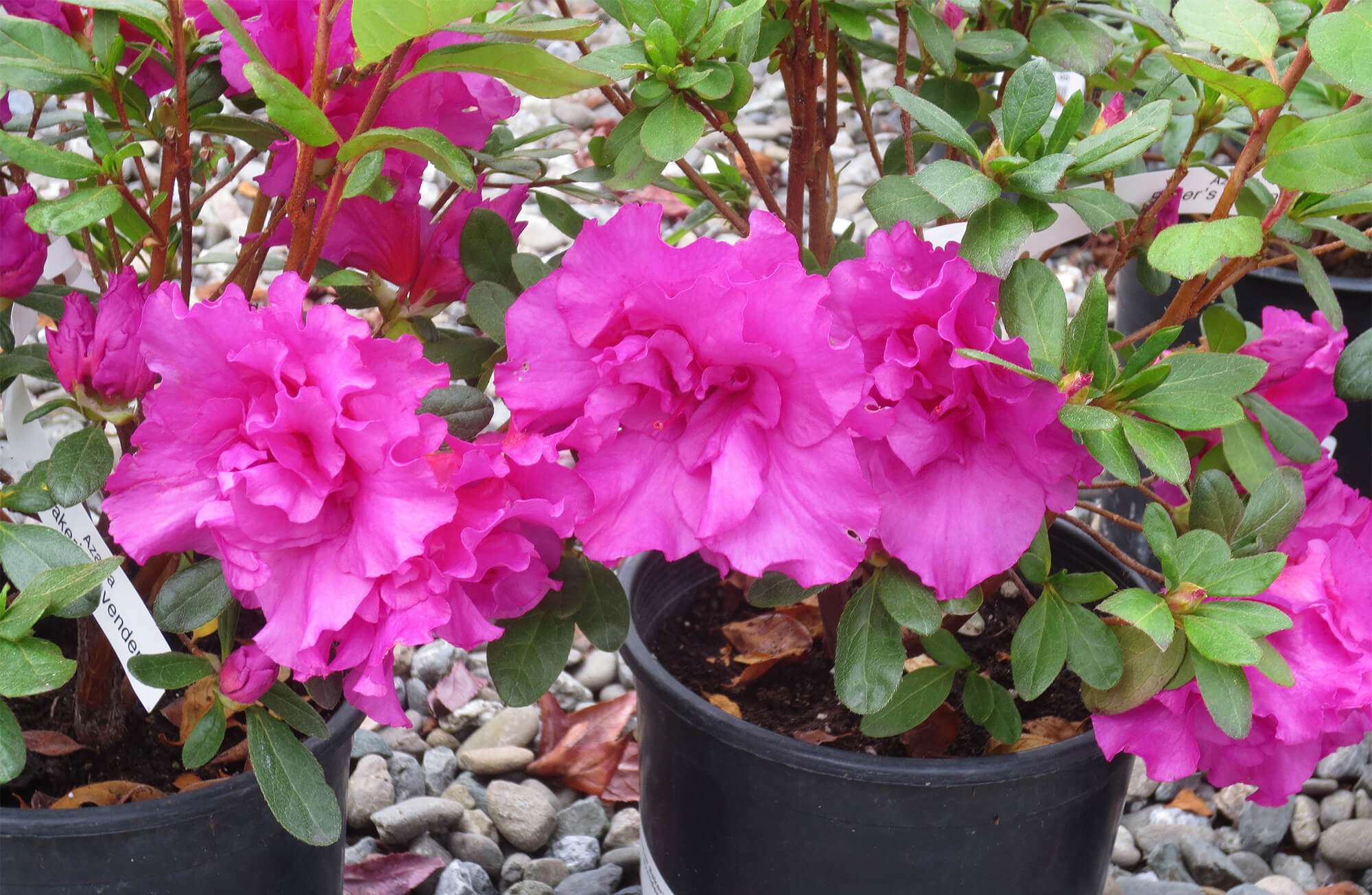 azaleas - Berkeley Horticultural Nursery Berkeley Horticultural Nursery