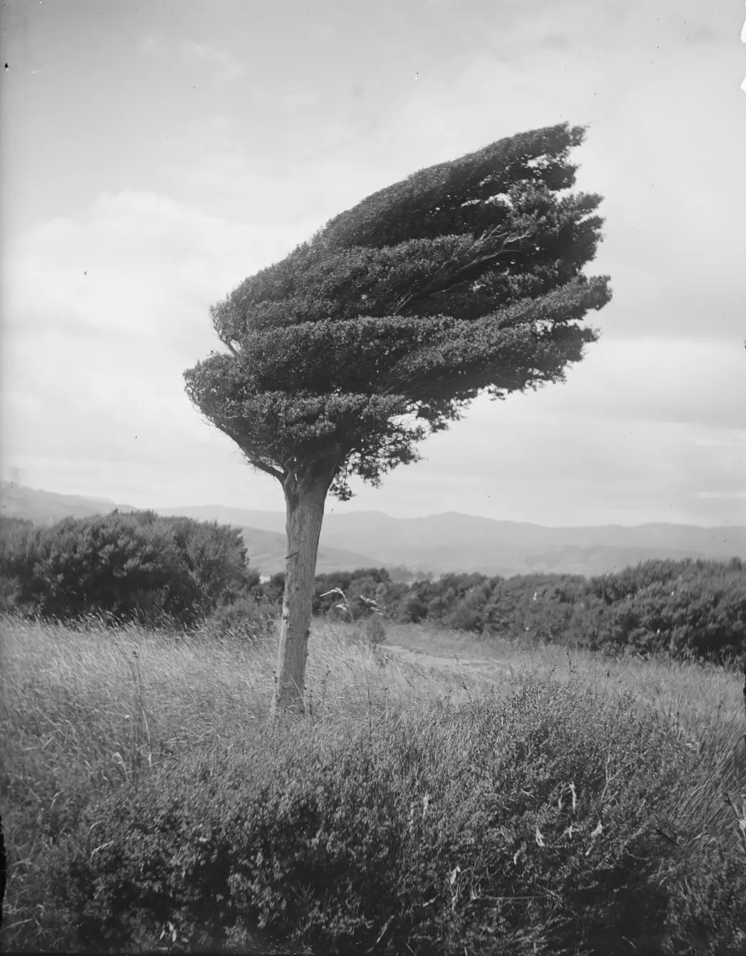 Kleine totara boom op de richel boven Long Point