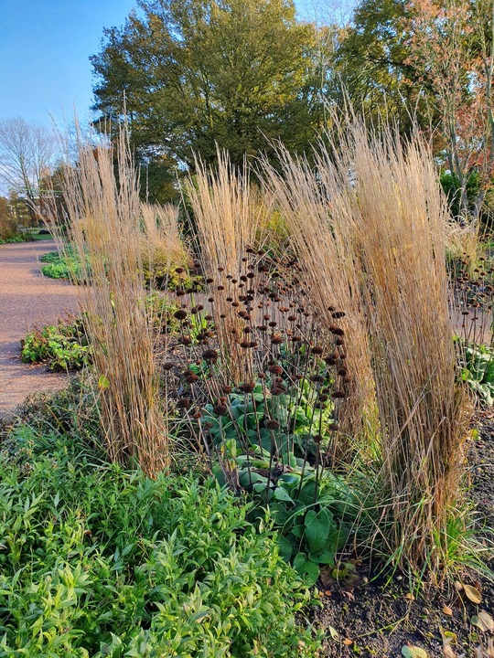 Calamagrostis x acutiflora 'Karl Foerster'