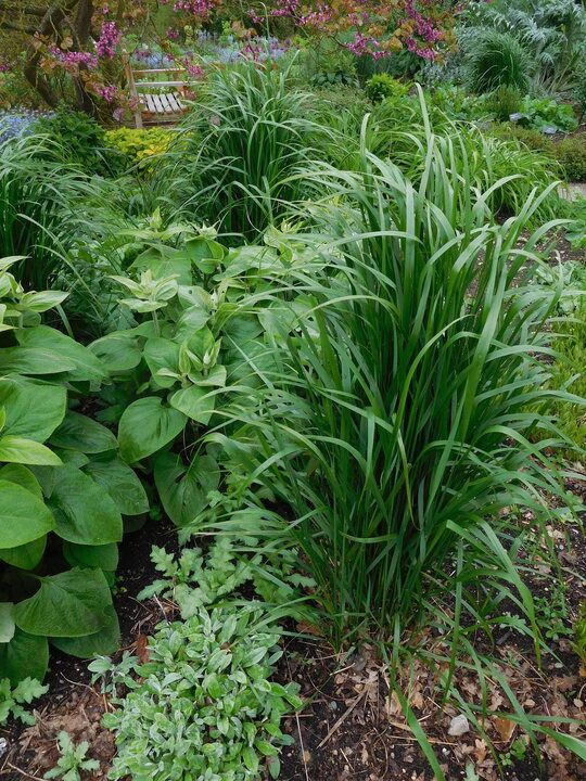 Calamagrostis x acutiflora 'Karl Foerster'