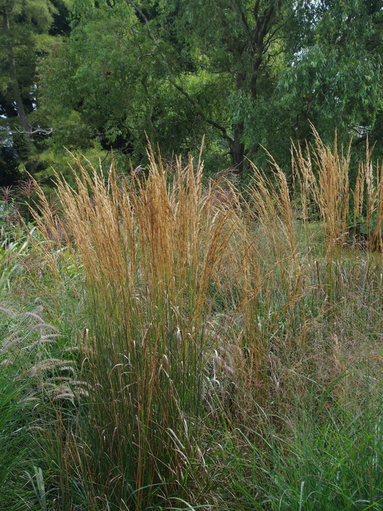 Calamagrostis x acutiflora 'Karl Foerster'