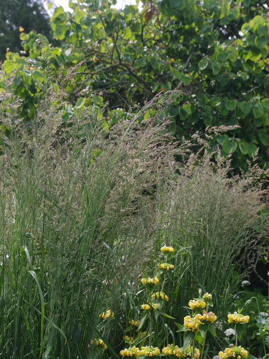 Calamagrostis x acutiflora 'Karl Foerster'