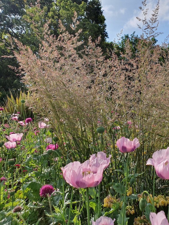 Calamagrostis x acutiflora 'Karl Foerster'