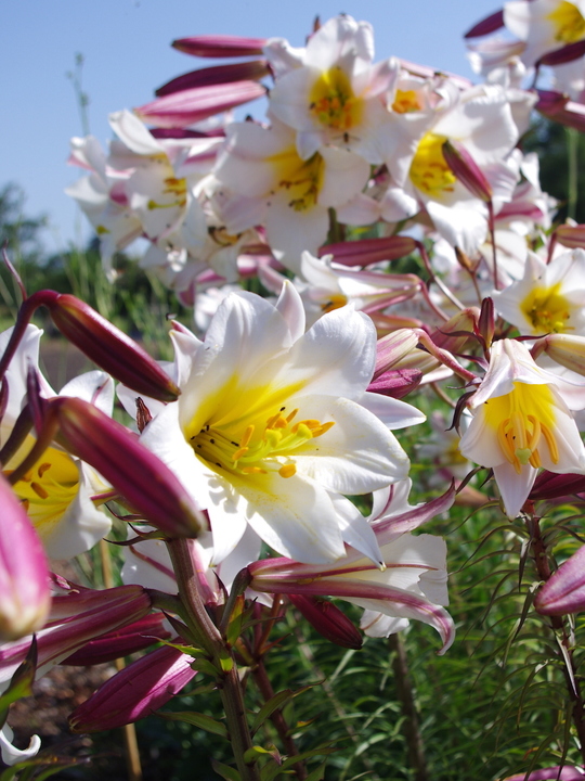 Lilium regale