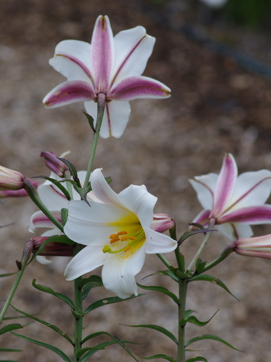 Lilium regale