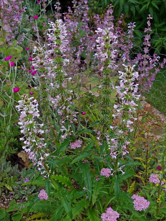 Morina longifolia