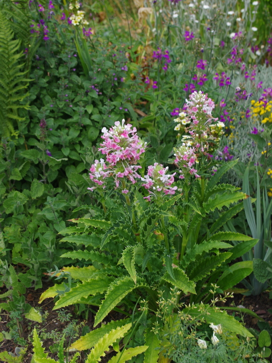 Morina longifolia