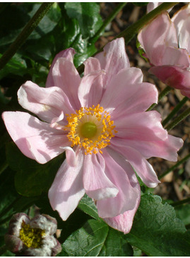 Anemone x hybrida 'Königin Charlotte'