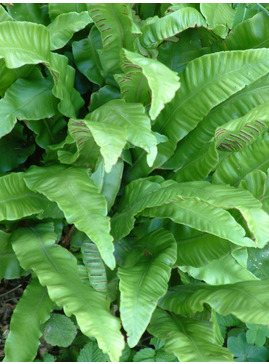 Asplenium scolopendrium