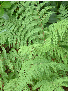 Athyrium filix-femina