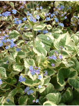 Brunnera macrophylla 'Dawson's White'