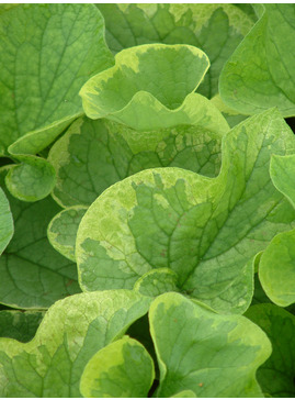 Brunnera macrophylla 'Hadspen Cream'