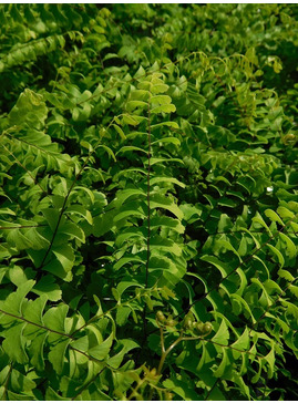 Adiantum aleuticum 'Imbricatum'