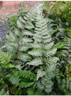 Athyrium niponicum var. pictum 'Red Beauty'