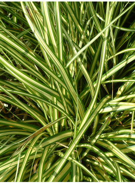 Carex oshimensis 'Evergold'