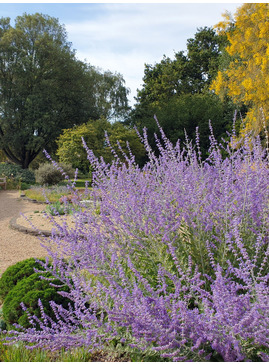 Salvia 'Blue Spire'