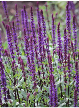 Salvia nemorosa 'Caradonna'