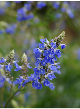 Salvia uliginosa