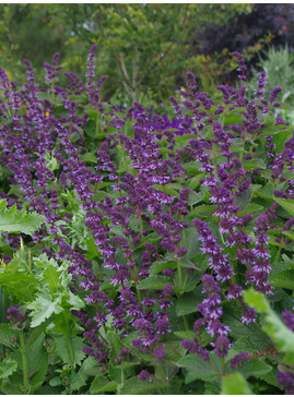 Salvia verticillata 'Hannay's Blue'