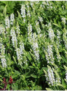 Salvia x sylvestris 'Schneehügel'