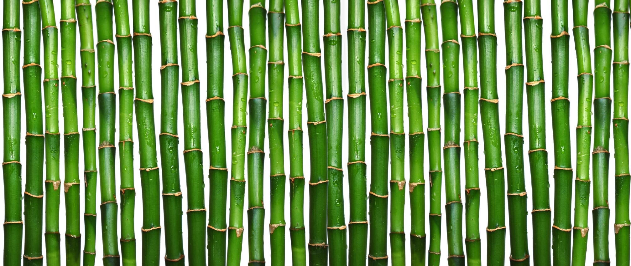 green bamboo, texture bamboo , green bamboo texture, photo, background