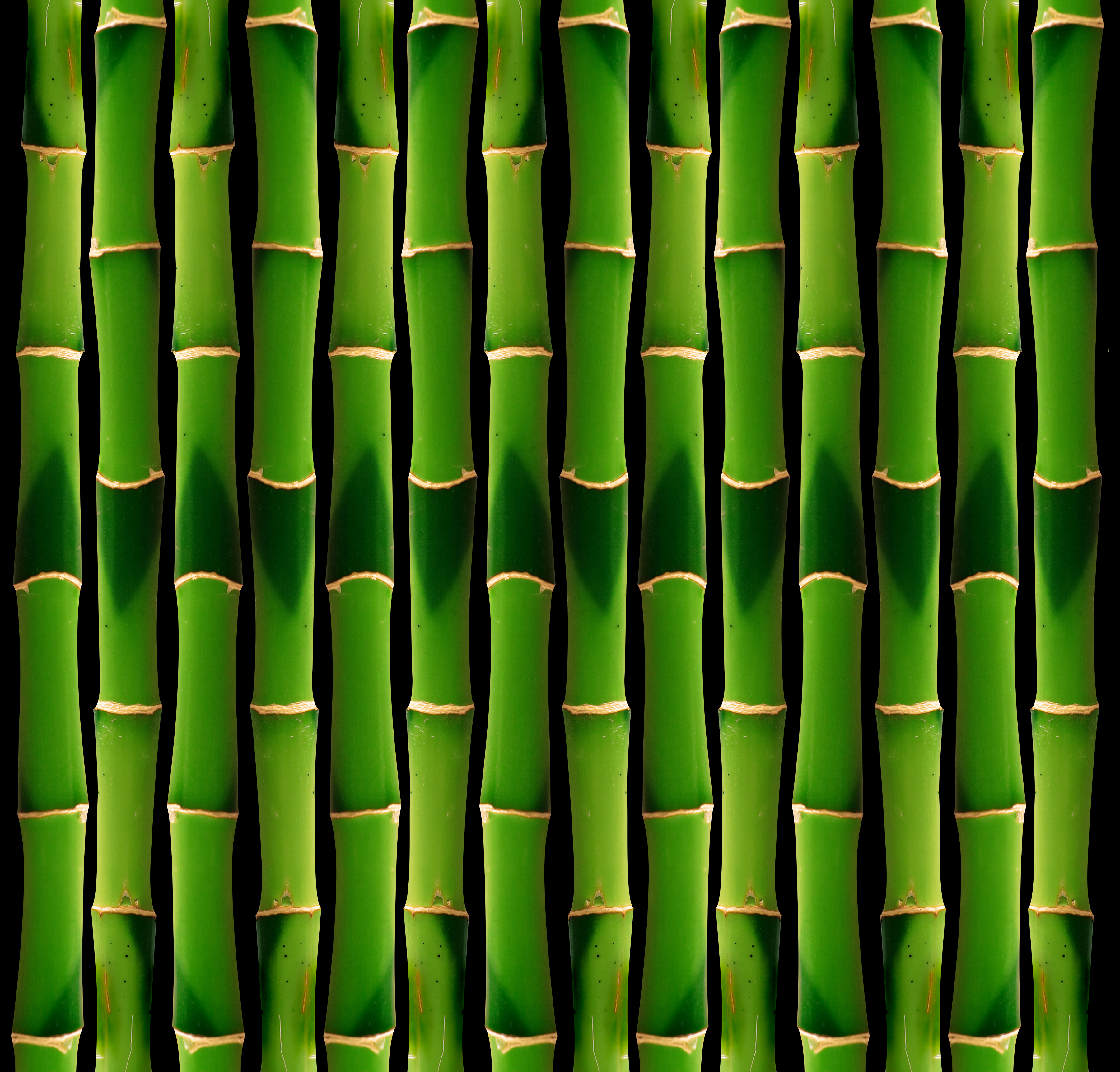 green bamboo, Texture bamboo, green bamboo texture, photo, background