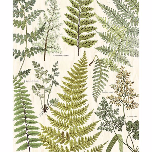 366104 - Herbarium Green Wall Mural - by Eijffinger