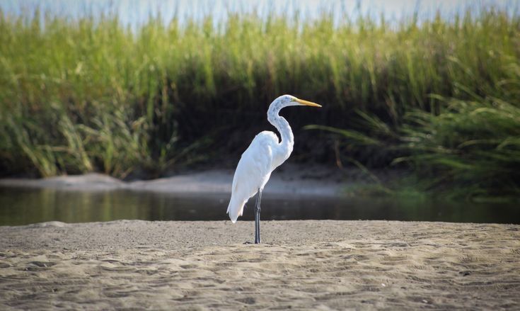 We never (r)egret a kayaking trip through the marsh!