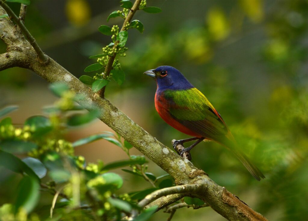 Painted Buntings have officially made it to Bald Head Island! This male, photographed by one of our Education interns - Emily, was perched right on campus. Using their vivid colors, males spread their feathers like a miniature male turkey in order to attract a mate.