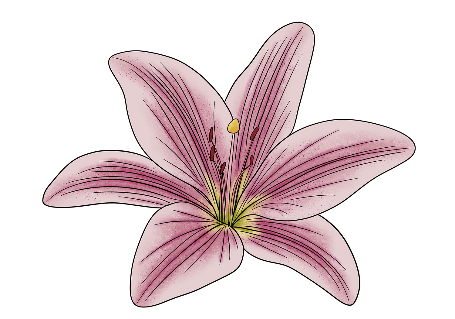 Apply your color to your lily drawing