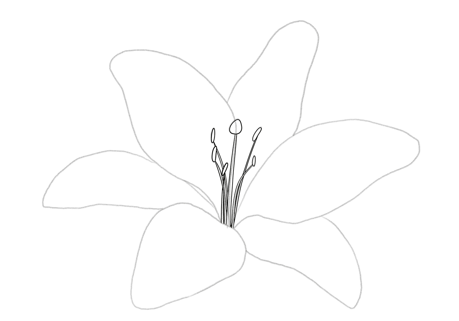 Outline the stamen of your lily