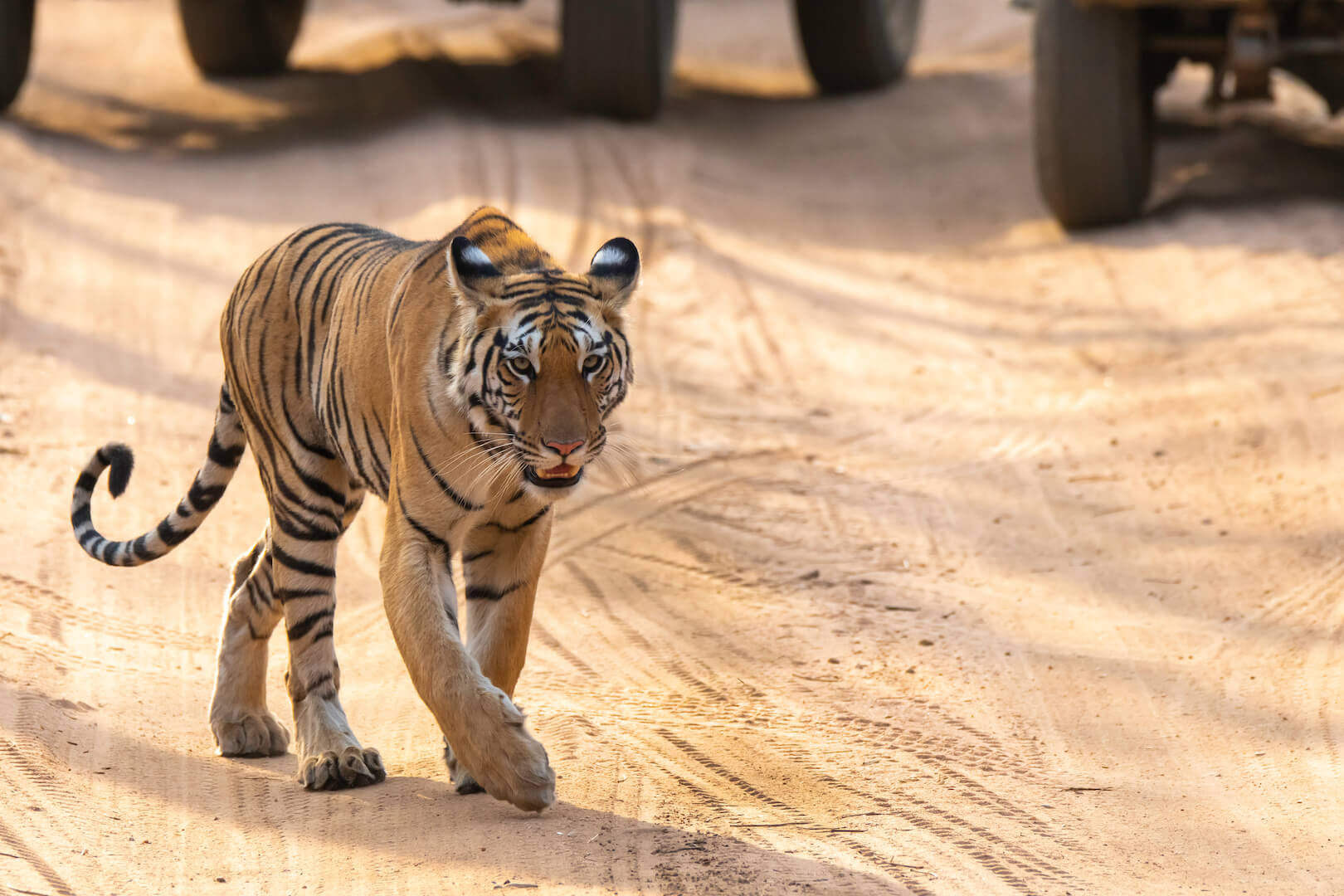 Bandhavgarh Night Safari