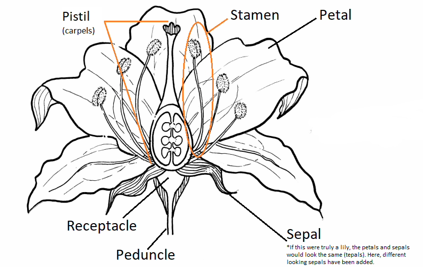 Lily Flower Parts Labeled