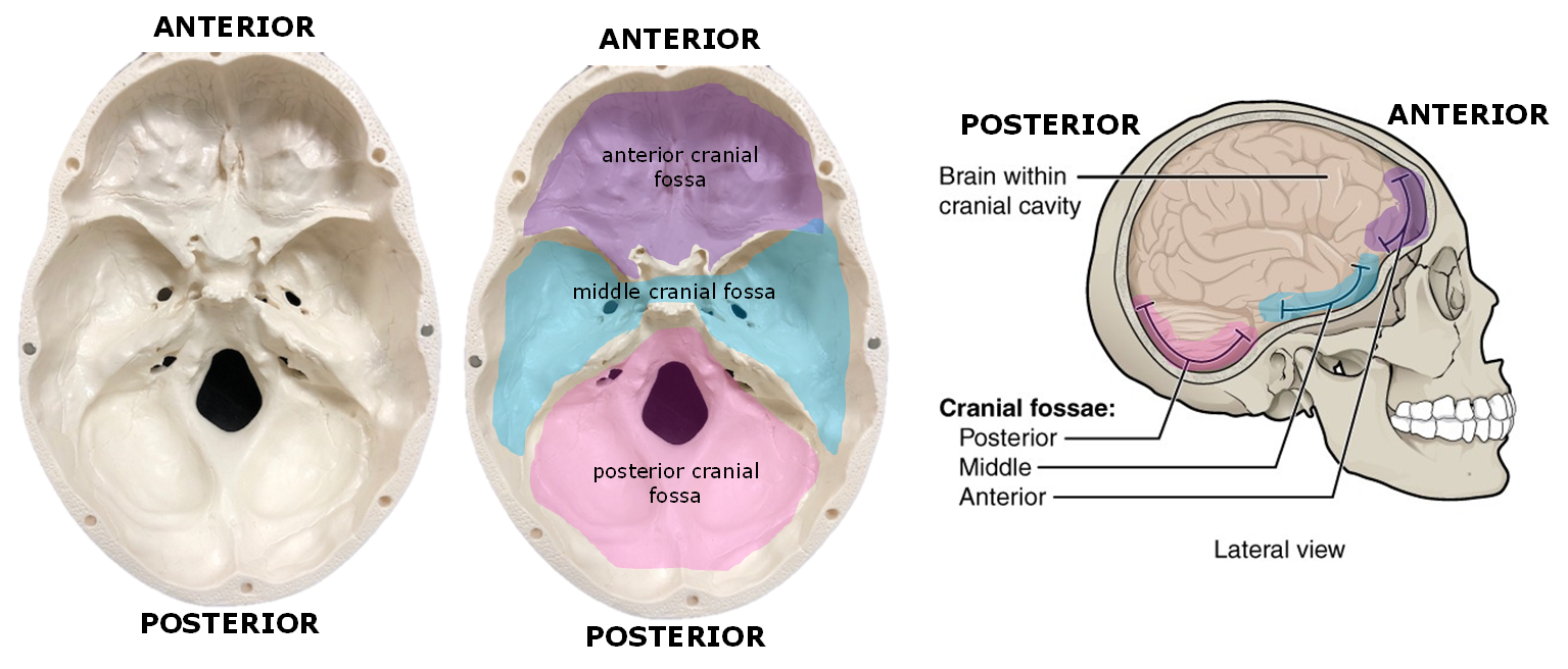 Cranial Cavity Of The Skull